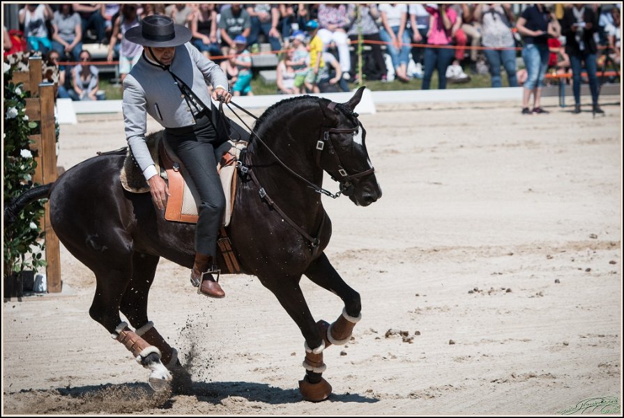 Pferd International 097